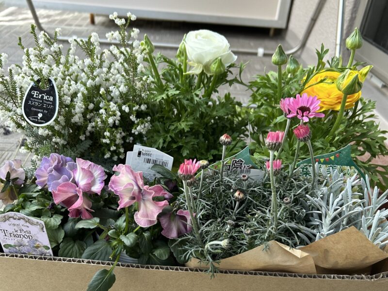 春の寄せ植え ローダンセマムとヘリクリサムのナチュラルガーデン ベランダ