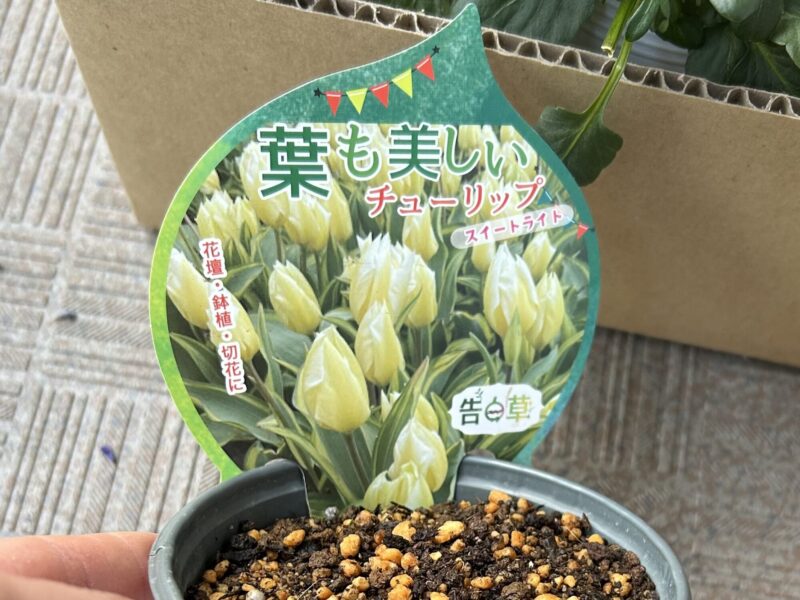 チューリップ スイートライト 春に咲く球根花