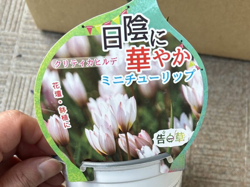 原種ミニチューリップ 小ぶりで可愛い春咲き球根植物 ベランダガーデニング