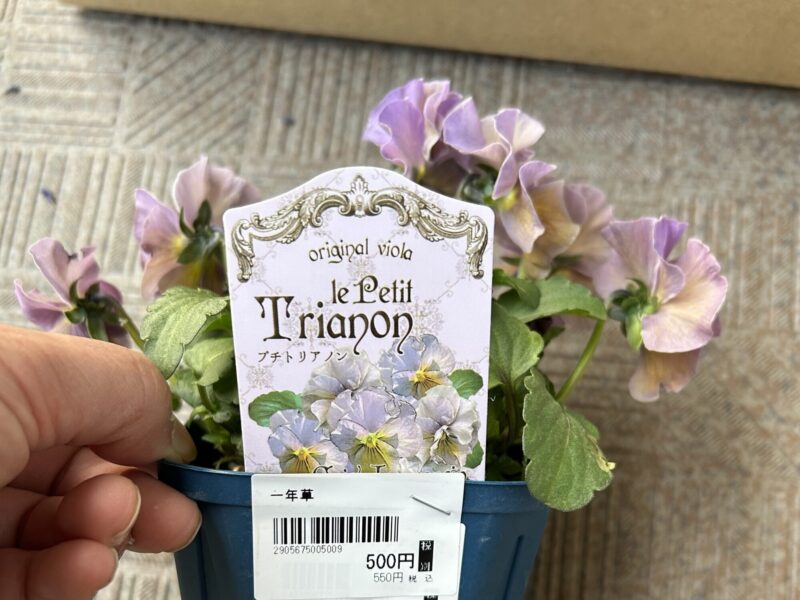 ニュアンスカラーのビオラ 春の寄せ植え