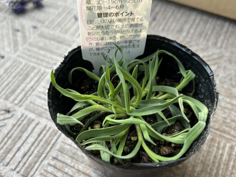 ラグラス バニーテールの穂 春の寄せ植えアクセント

