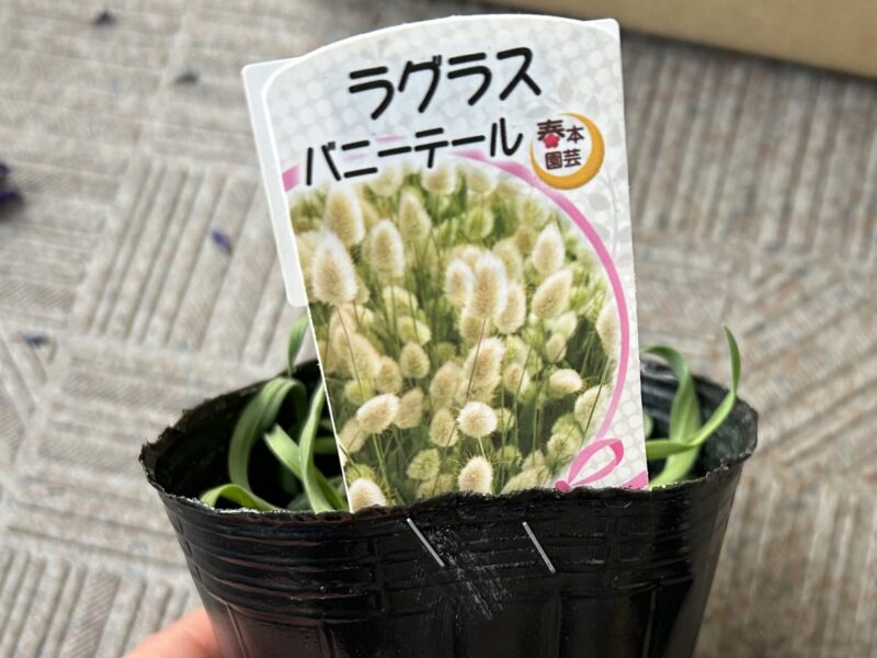 ラグラス バニーテールの穂 春の寄せ植えアクセント