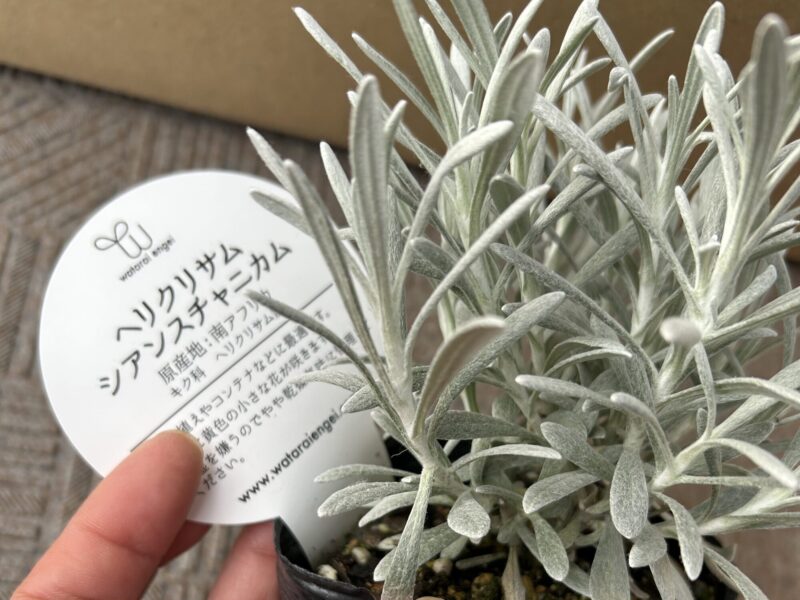 ヘリクリサム シアンスチャニカムのシルバーリーフ
