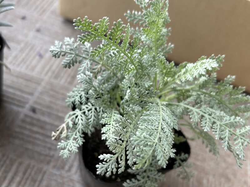 シルバーレース 繊細な葉が美しいシルバーリーフ 寄せ植えのアクセント
