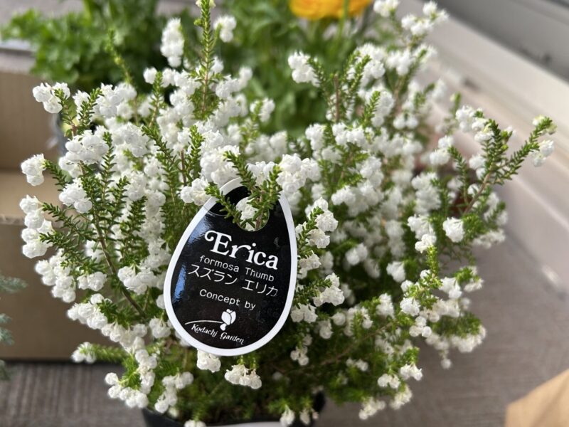 スズランエリカの白い小花 冬から春に咲く常緑低木 ベランダガーデニング