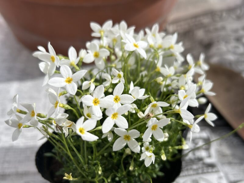 ヒナソウ 小さな星形の花が咲く春の草花 ベランダ寄せ植え