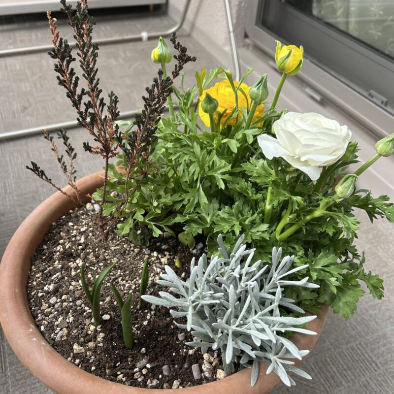 ラナンキュラスとチューリップの春の寄せ植え ベランダガーデニング