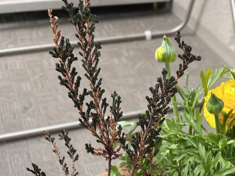 カルーナ 小さな花が可愛い常緑低木 ナチュラルな寄せ植え