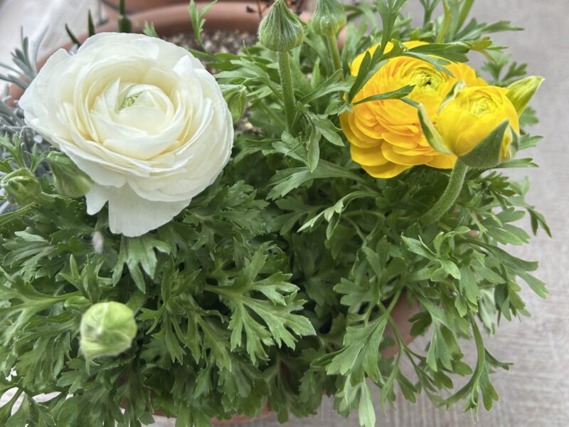 黄色と白のラナンキュラス 春の球根植物