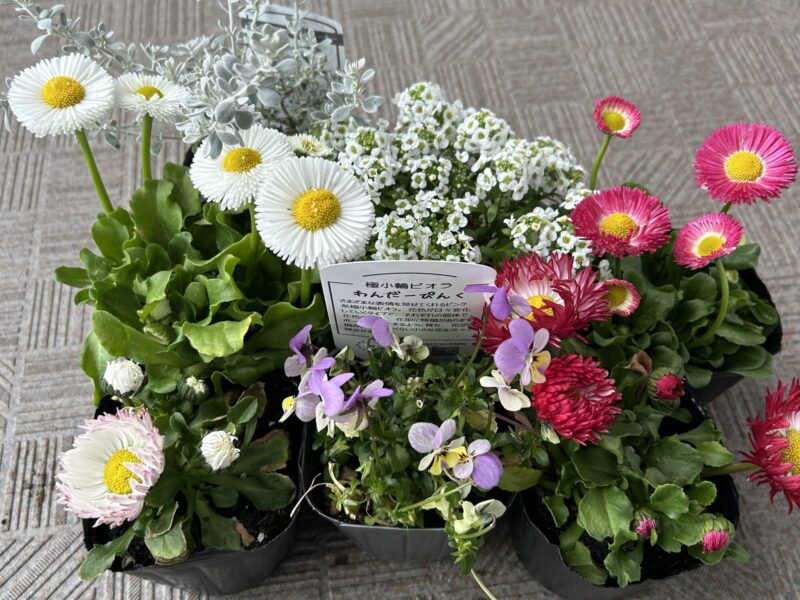 チロリアンデージーを主役にした春の寄せ植え。白と赤のデージー、極小輪ビオラ・ワンダーピンク、アリッサム、オレアリア・リトルスモーキーを組み合わせたベランダガーデニング。
