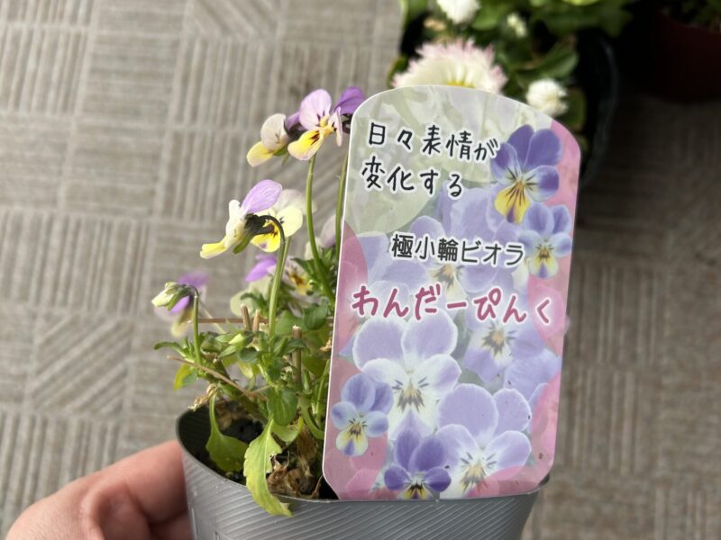 極小輪ビオラ「ワンダーピンク」の苗ポット。寄せ植えに使用した春の花苗。
