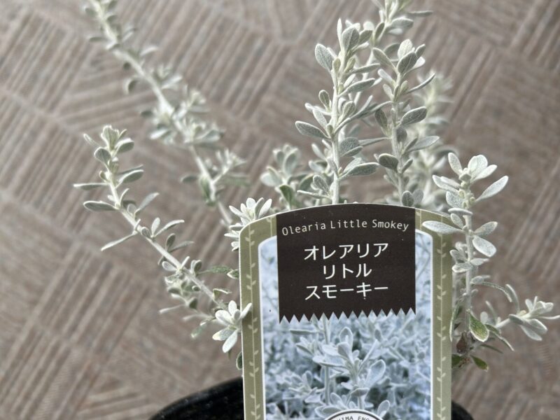 オレアリア・リトルスモーキーの苗ポット。寄せ植えに使用した春の花苗。
