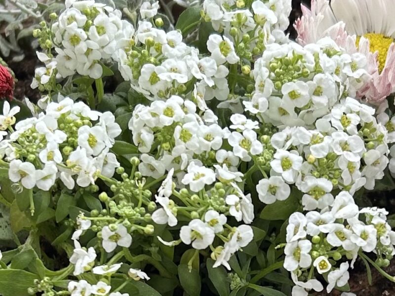 白い小花がこんもり咲くアリッサムのクローズアップ。春の寄せ植えで抜け感を出す花。