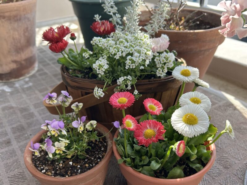 ベランダで育てる春の寄せ植え。赤白のチロリアンデージーと白いアリッサム、小輪ビオラ、シルバーリーフのオレアリアを合わせたナチュラルな鉢植え。
