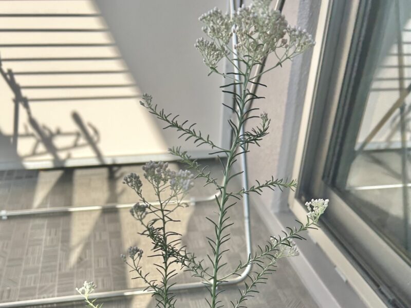 ライスフラワー　オーストラリア原産の常緑低木
