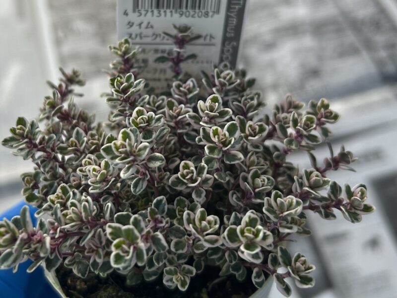 タイム「スパークリングブライト」の苗　斑入り葉が可愛いハーブ