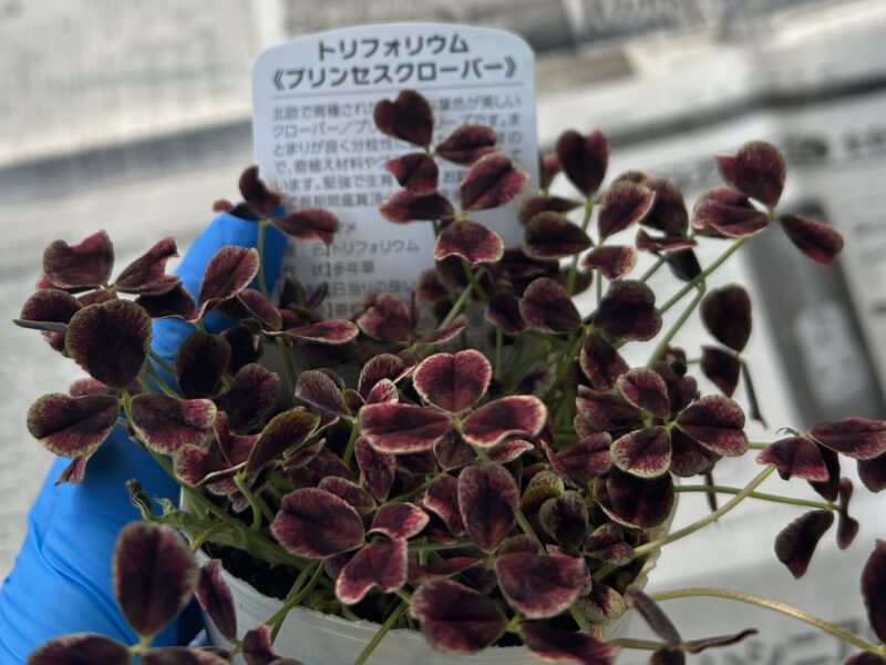 トリフォリウム「プリンセスクローバー」ワインレッドの葉のクローバー