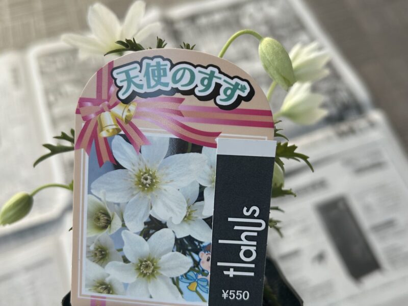 クレマチス「ペトリエイ」の苗　小さな蕾がついたクレマチス