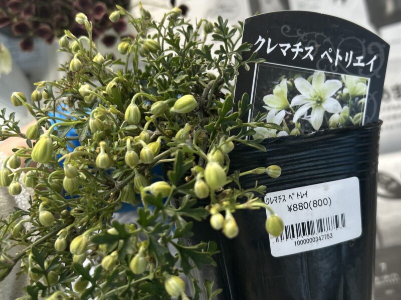 クレマチス「カートマニージョー」の苗　春に白い花が咲くクレマチス