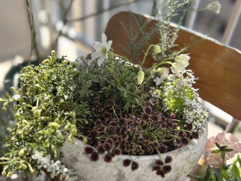 クレマチスとタイムで作った春のナチュラル寄せ植え
