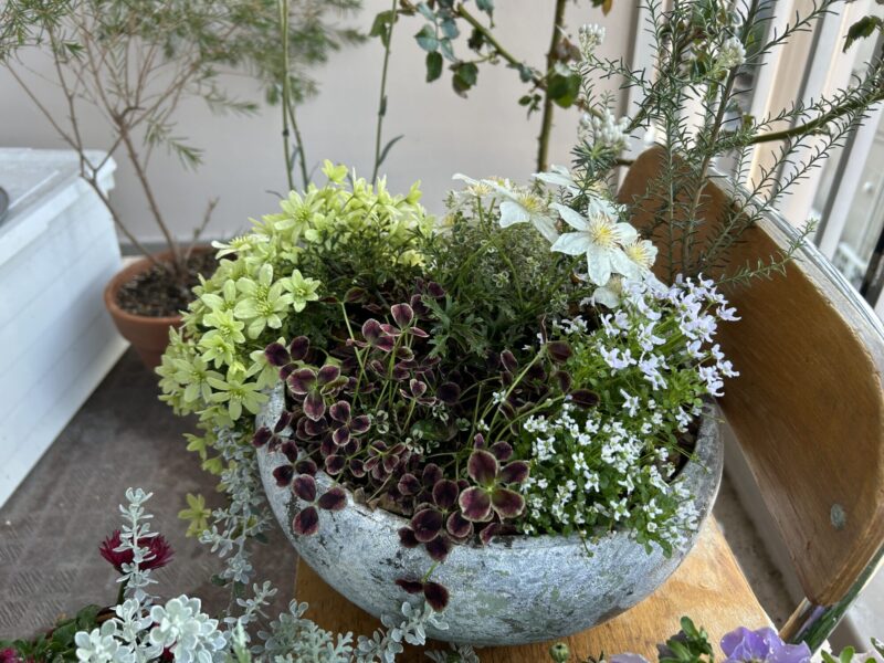 クレマチスペトリエイとカートマニージョーの寄せ植え