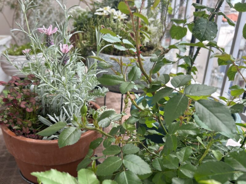 ミニバラグリーンアイスの花芽、つぼみ