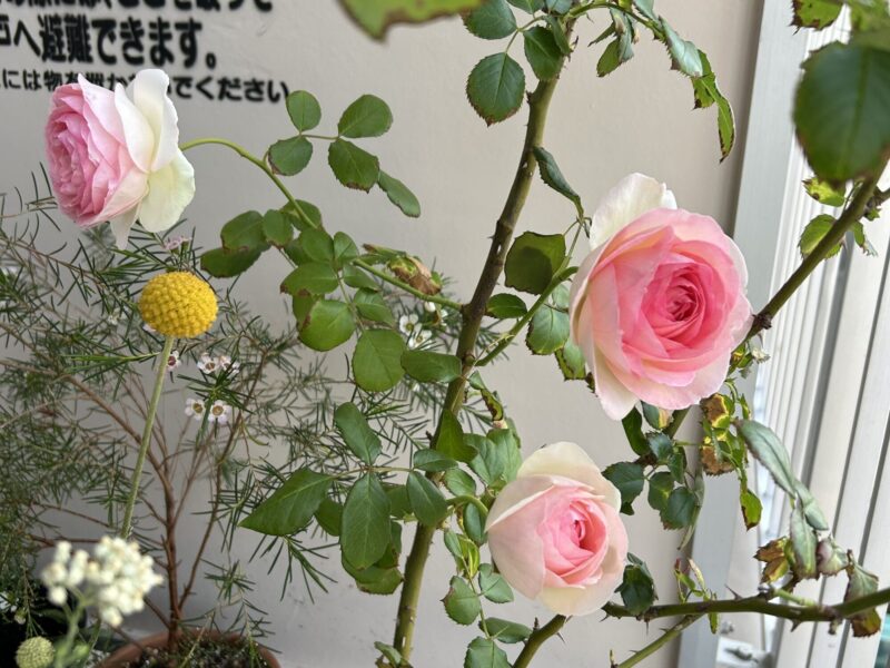ピエールドゥロンサール