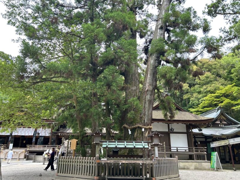 大神神社　巳の神杉